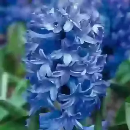 Blue Star
